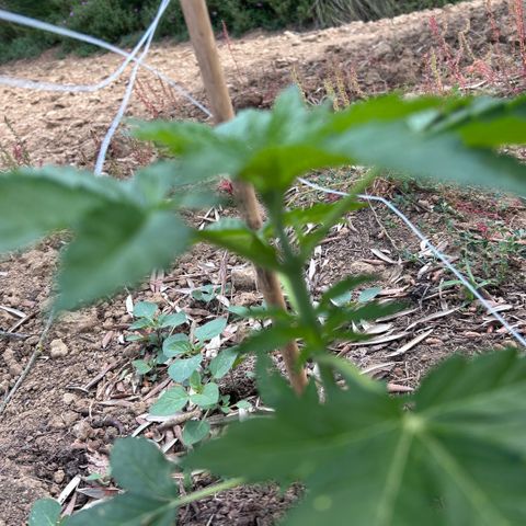 San Miguel growlog timeline photo