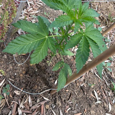 San Miguel growlog timeline photo