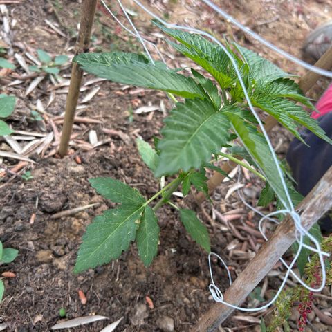 San Miguel growlog timeline photo