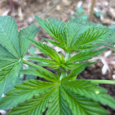 San Miguel growlog timeline photo