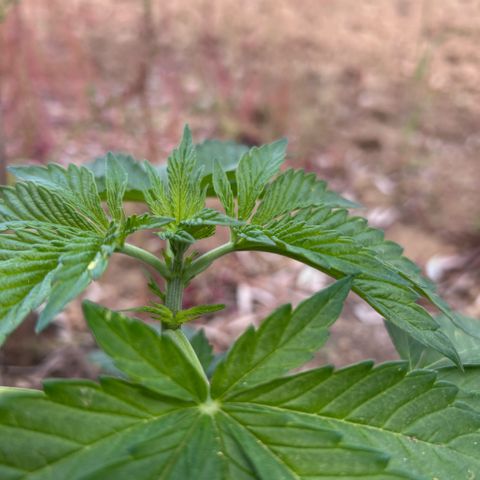 San Miguel growlog timeline photo