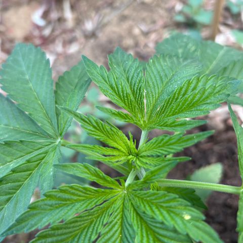 San Miguel growlog timeline photo