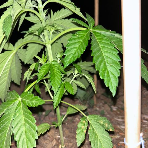 San Miguel growlog timeline photo