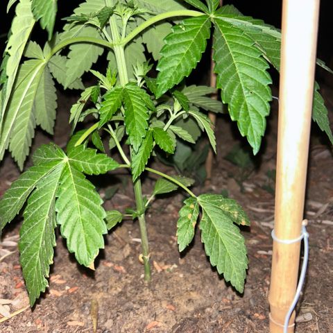 San Miguel growlog timeline photo