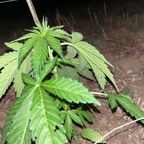 San Miguel growlog timeline photo