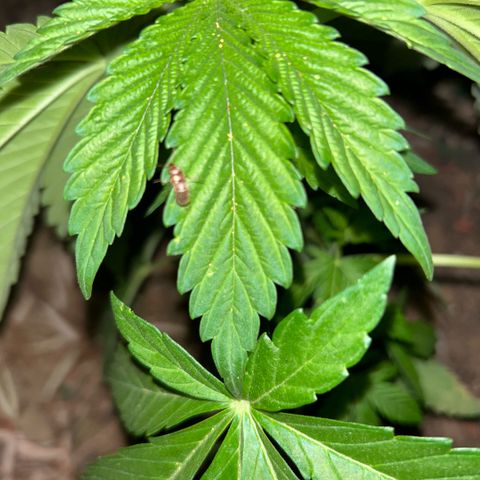 San Miguel growlog timeline photo