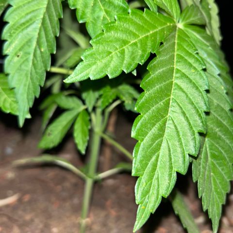 San Miguel growlog timeline photo