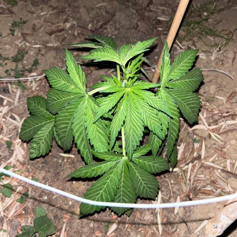San Miguel growlog timeline photo