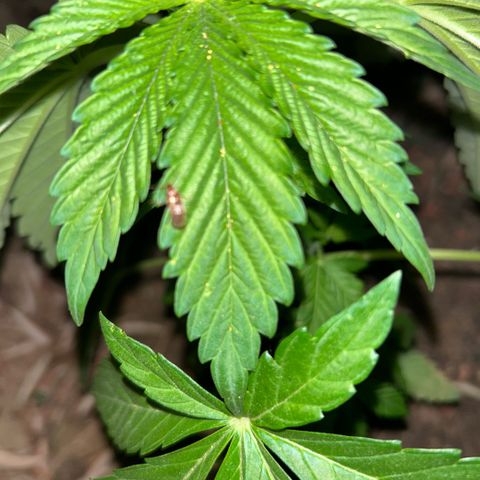 San Miguel growlog timeline photo