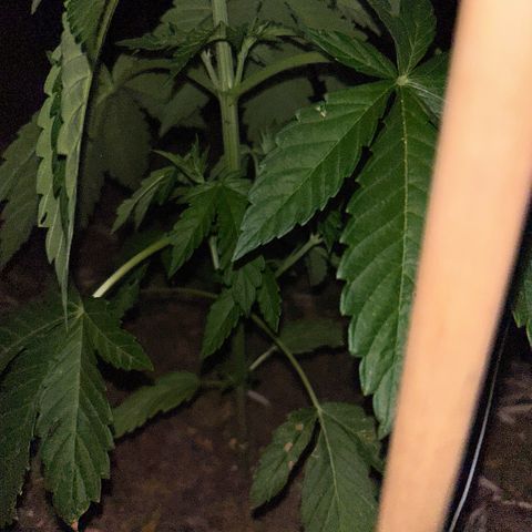 San Miguel growlog timeline photo