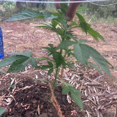 San Miguel growlog photo: Primo giorno di trattamento con 10 spruzzate di olio di neem, 7ml x L