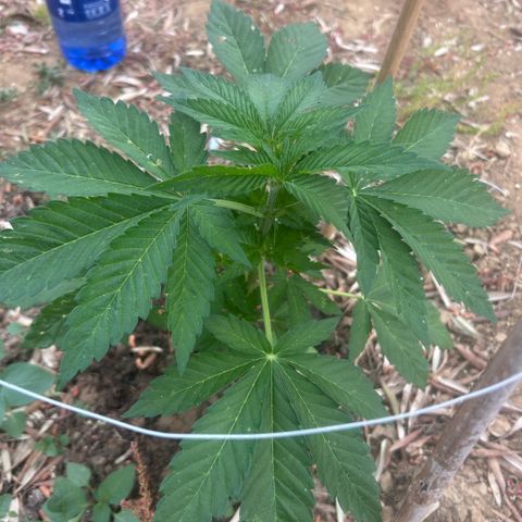 San Miguel growlog photo: Primo giorno di trattamento con 10 spruzzate di olio di neem, 7ml x L