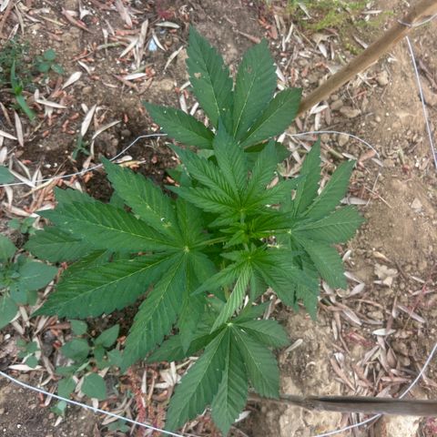 San Miguel growlog photo: Primo giorno di trattamento con 10 spruzzate di olio di neem, 7ml x L