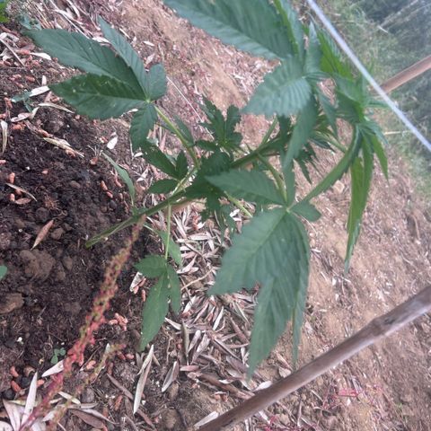 San Miguel growlog photo: Primo giorno di trattamento con 10 spruzzate di olio di neem, 7ml x L