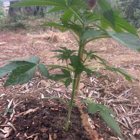 San Miguel growlog photo: Primo giorno di trattamento con 10 spruzzate di olio di neem, 7ml x L