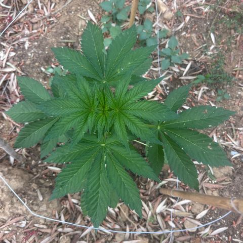 San Miguel growlog photo: Primo giorno di trattamento con 10 spruzzate di olio di neem, 7ml x L