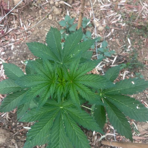 San Miguel growlog photo: Primo giorno di trattamento con 10 spruzzate di olio di neem, 7ml x L