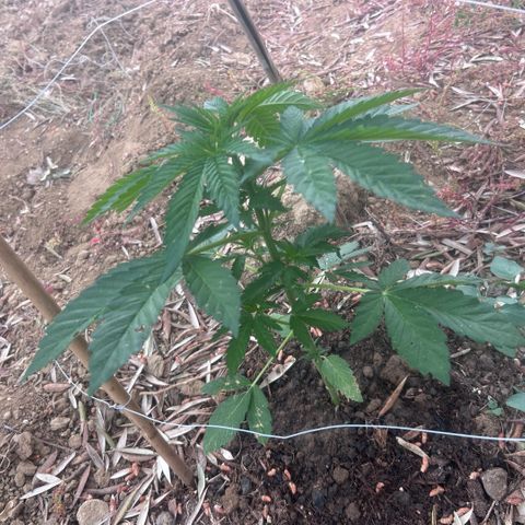 San Miguel growlog photo: Primo giorno di trattamento con 10 spruzzate di olio di neem, 7ml x L