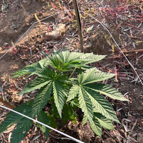 San Miguel growlog timeline photo