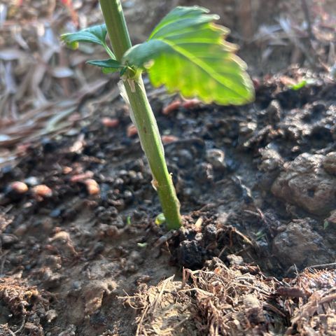 San Miguel growlog timeline photo