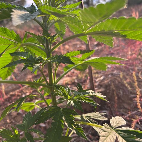 San Miguel growlog timeline photo