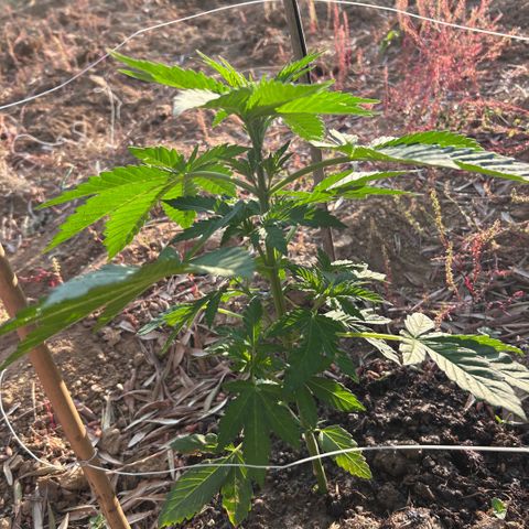 San Miguel growlog timeline photo