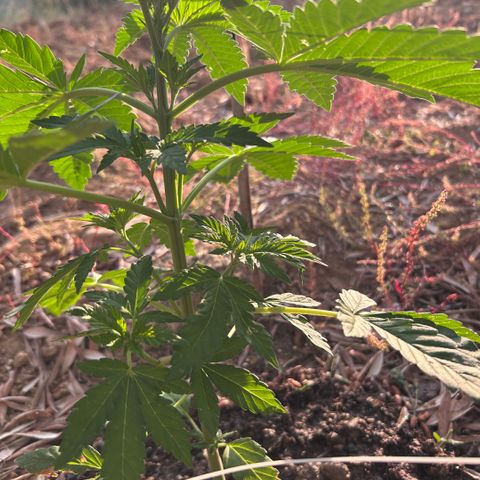 San Miguel growlog timeline photo