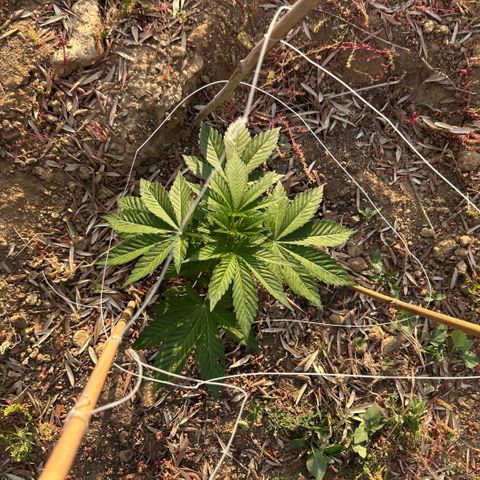 San Miguel growlog timeline photo
