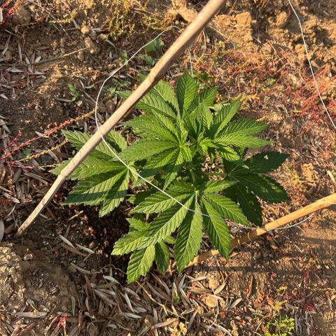 San Miguel growlog timeline photo