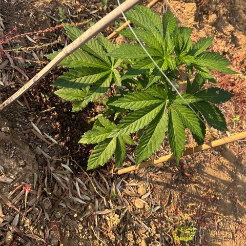 San Miguel growlog timeline photo