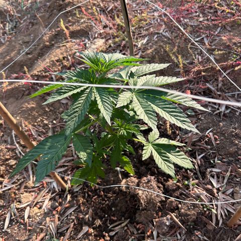 San Miguel growlog timeline photo