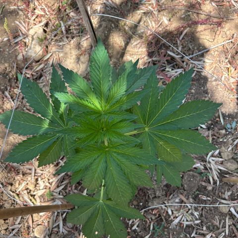 San Miguel growlog timeline photo