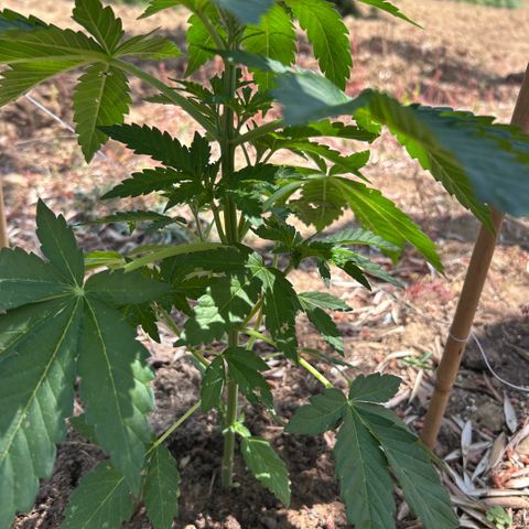San Miguel growlog timeline photo