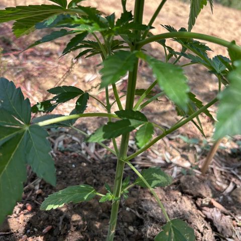 San Miguel growlog timeline photo