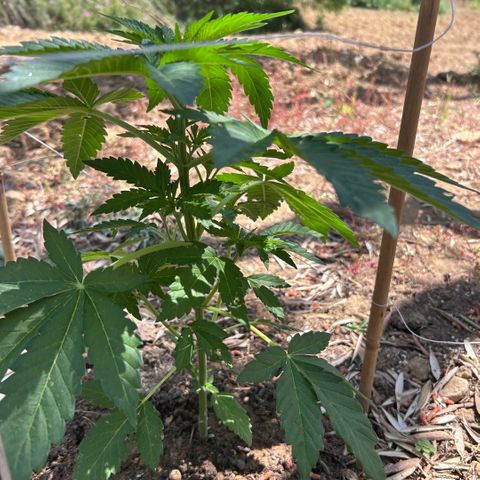 San Miguel growlog timeline photo