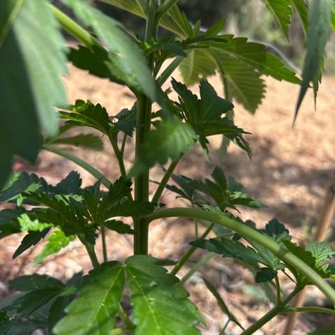 San Miguel growlog timeline photo