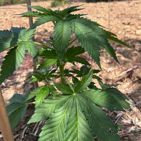 San Miguel growlog timeline photo