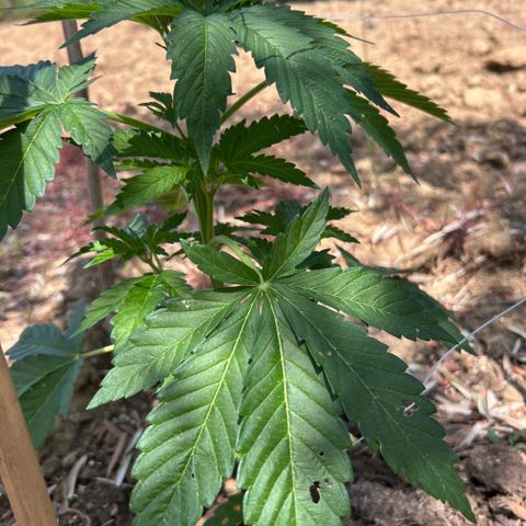 San Miguel growlog timeline photo