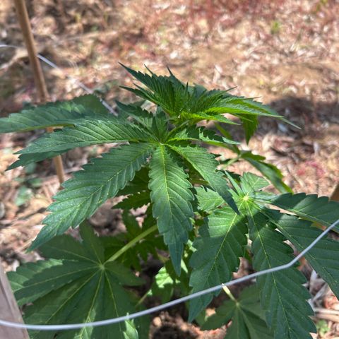 San Miguel growlog timeline photo
