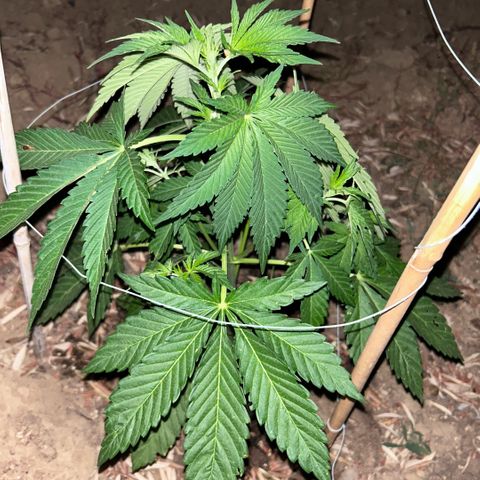 San Miguel growlog timeline photo