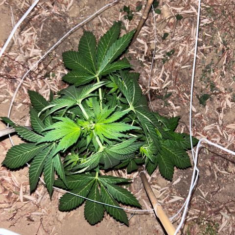 San Miguel growlog timeline photo