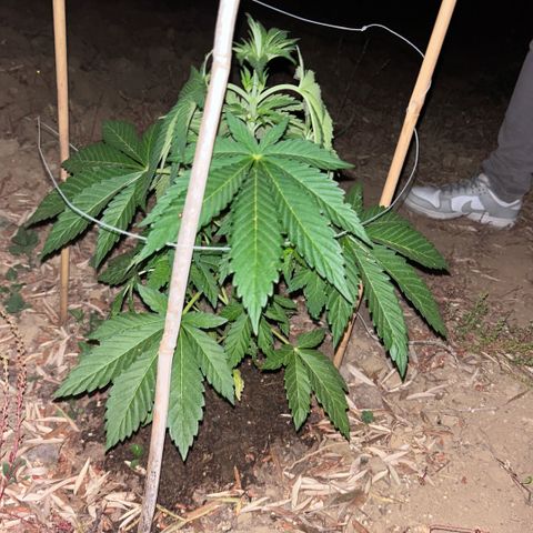 San Miguel growlog timeline photo