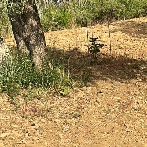 San Miguel growlog timeline photo