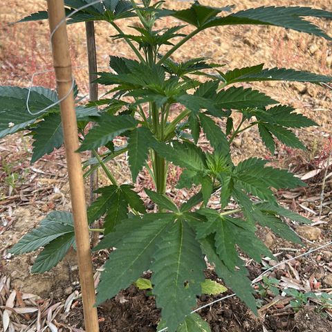 San Miguel growlog timeline photo