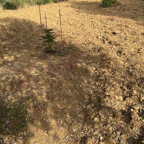 San Miguel growlog timeline photo