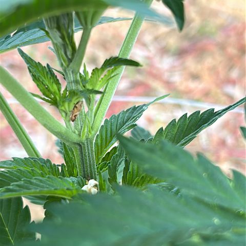 San Miguel growlog timeline photo