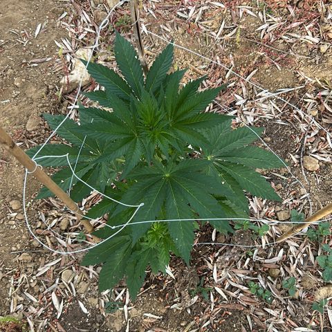 San Miguel growlog timeline photo
