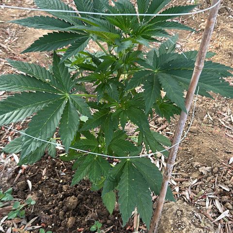 San Miguel growlog timeline photo