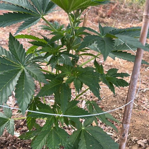 San Miguel growlog timeline photo