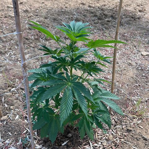 San Miguel growlog timeline photo